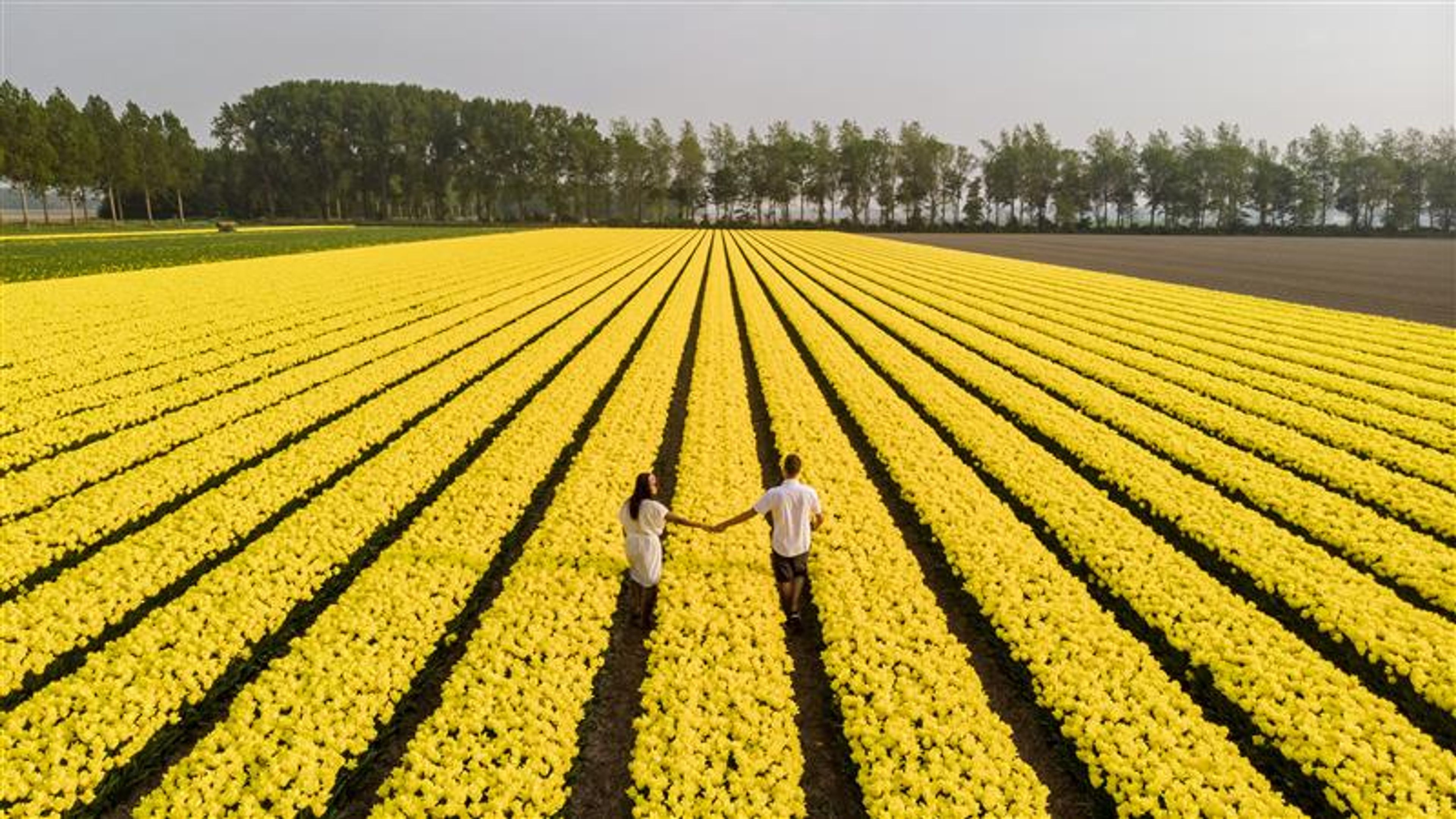 Tulip field in Netherlands