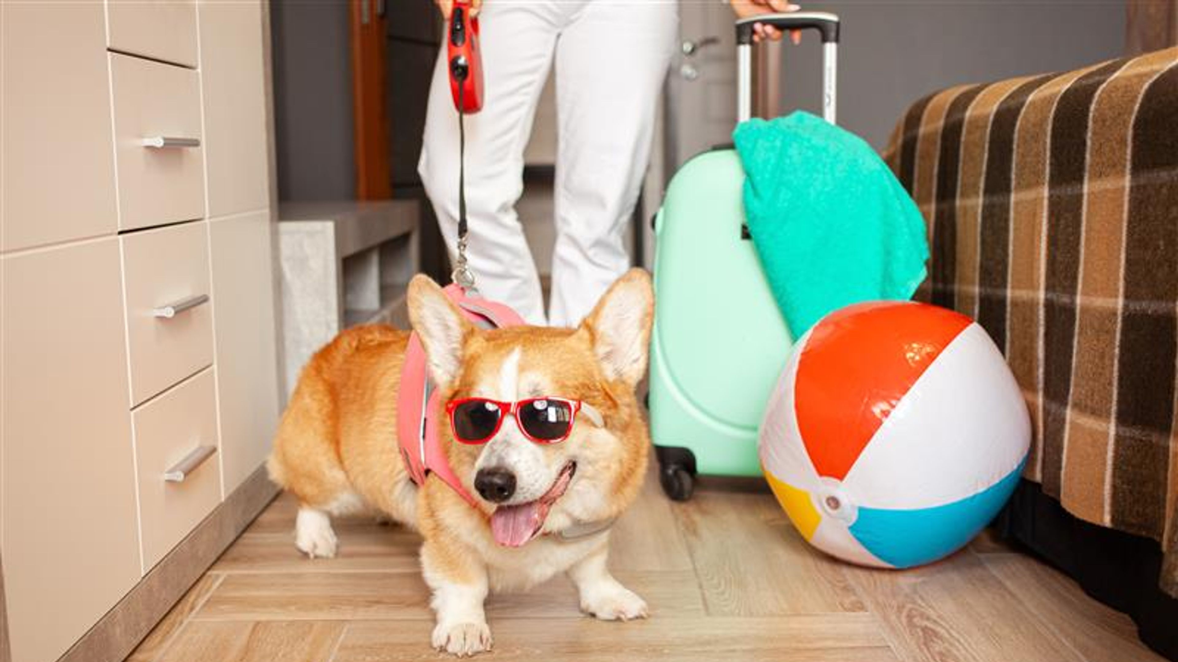 wanita, anjing bersiap sedia untuk bercuti.