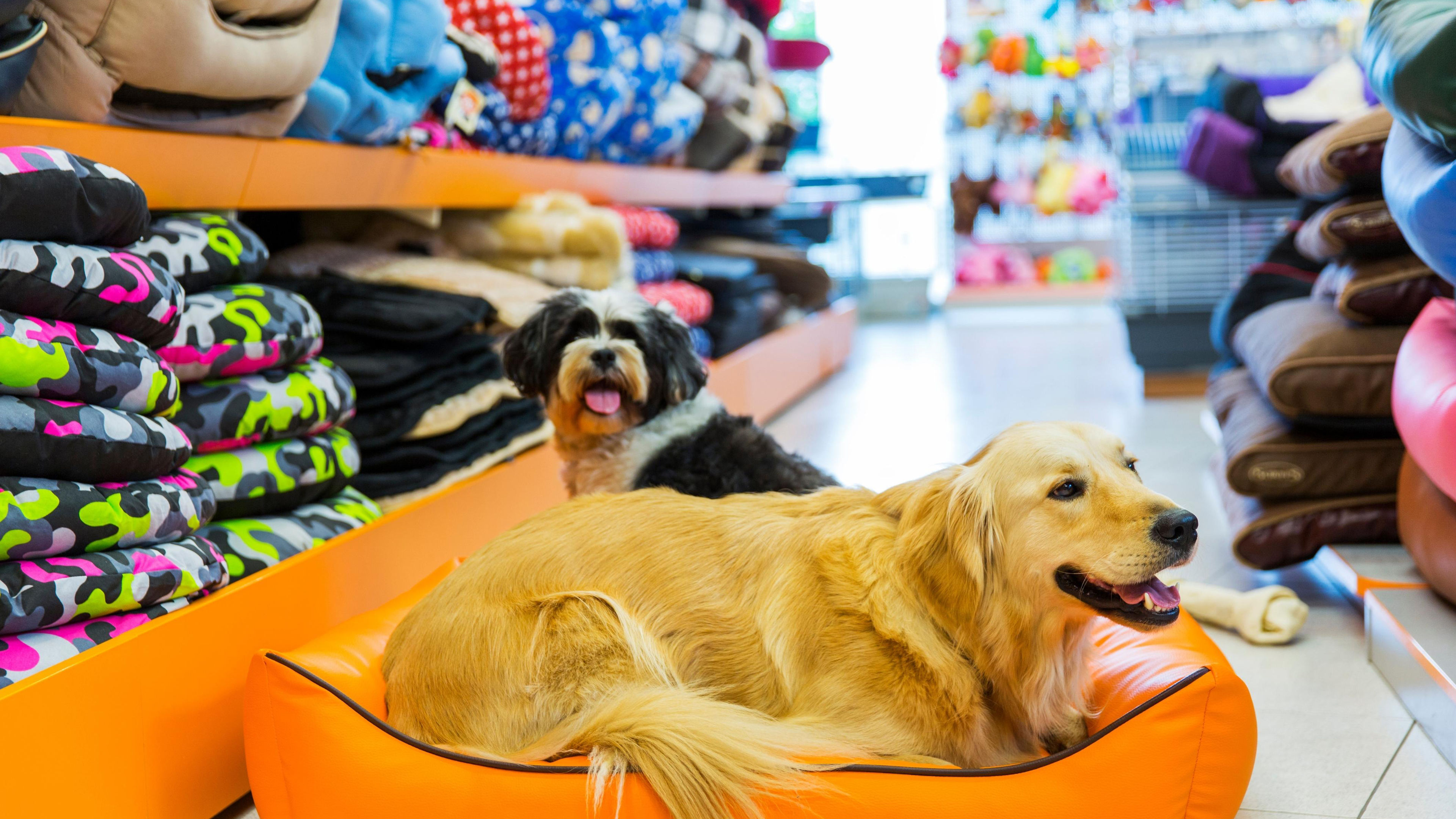 Two Dogs Resting on a Bed in Store