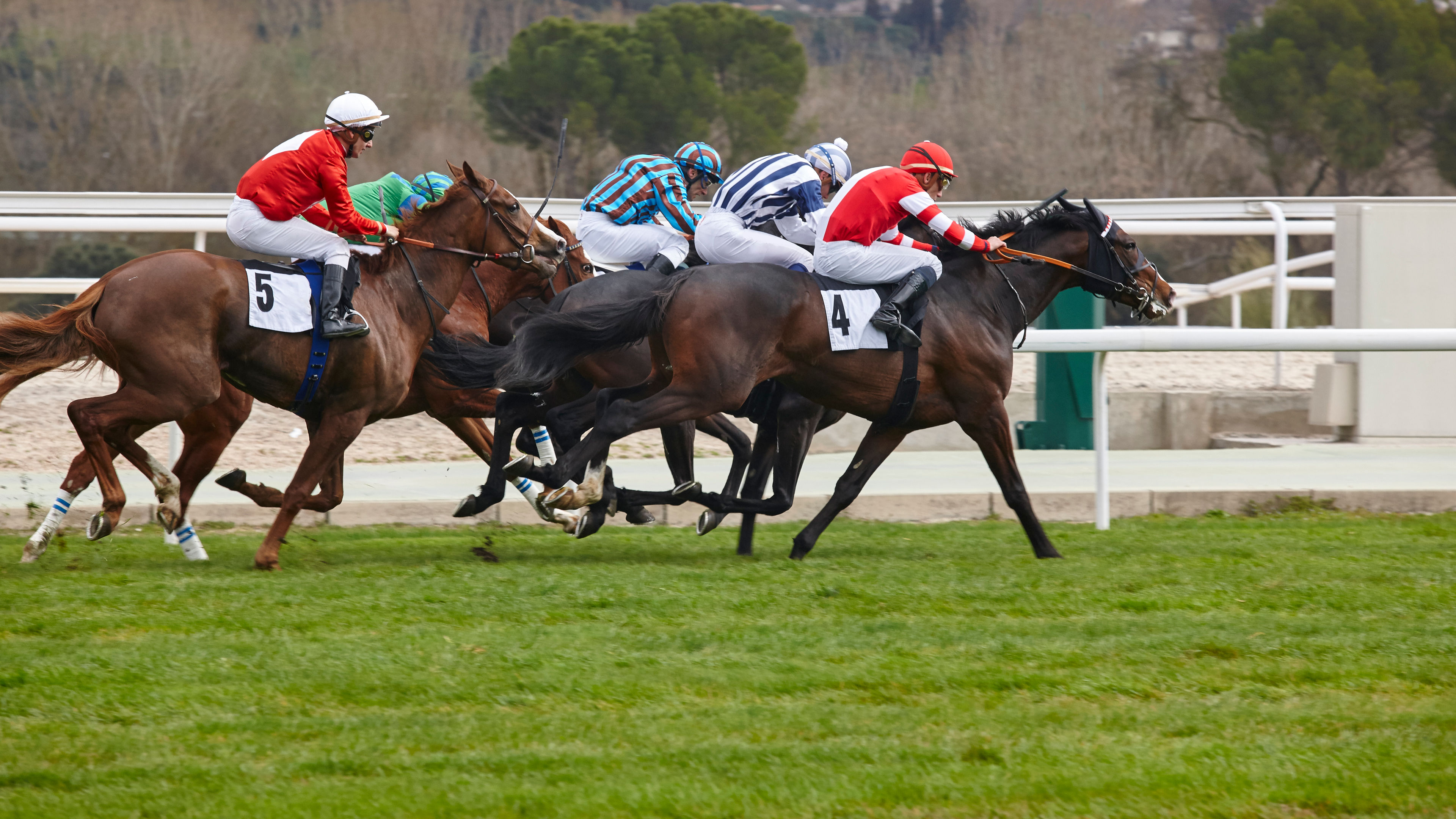 Horse race participation