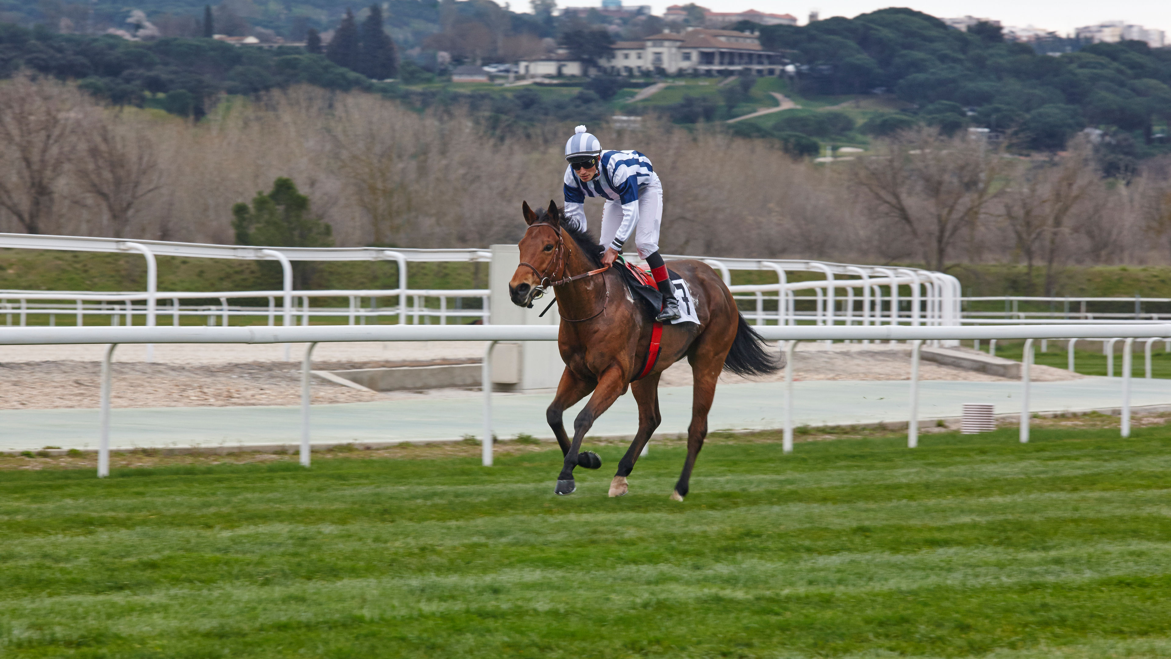 Horse race training