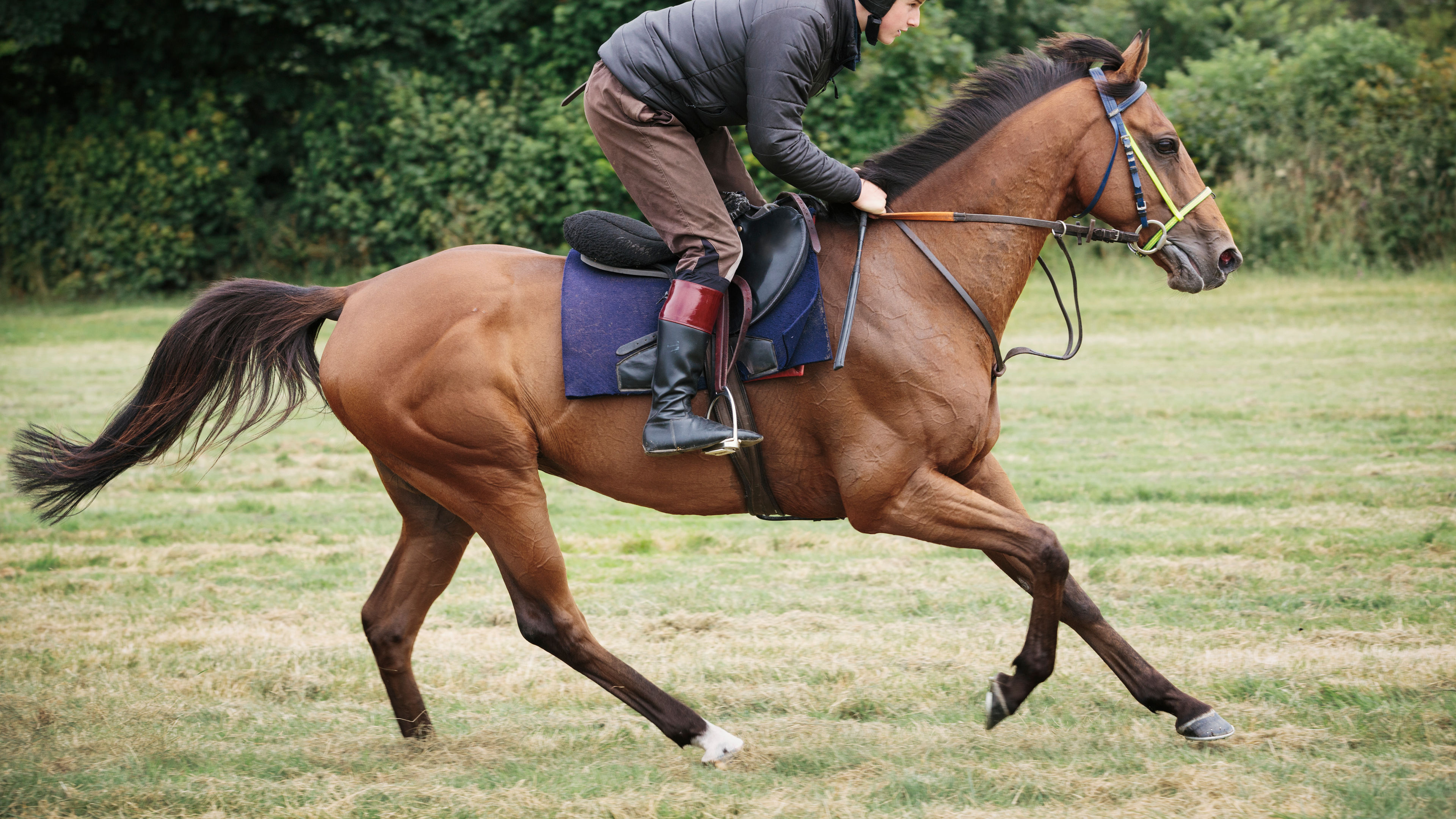 Man on a brown horse
